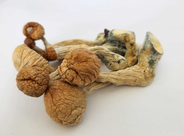 mushroom spore 