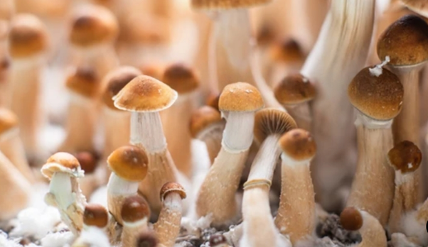 golden teacher mushroom spores