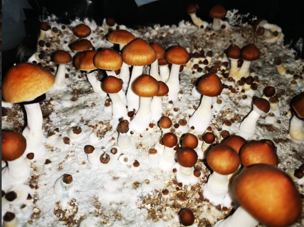 jedi mind fuck mushroom spores